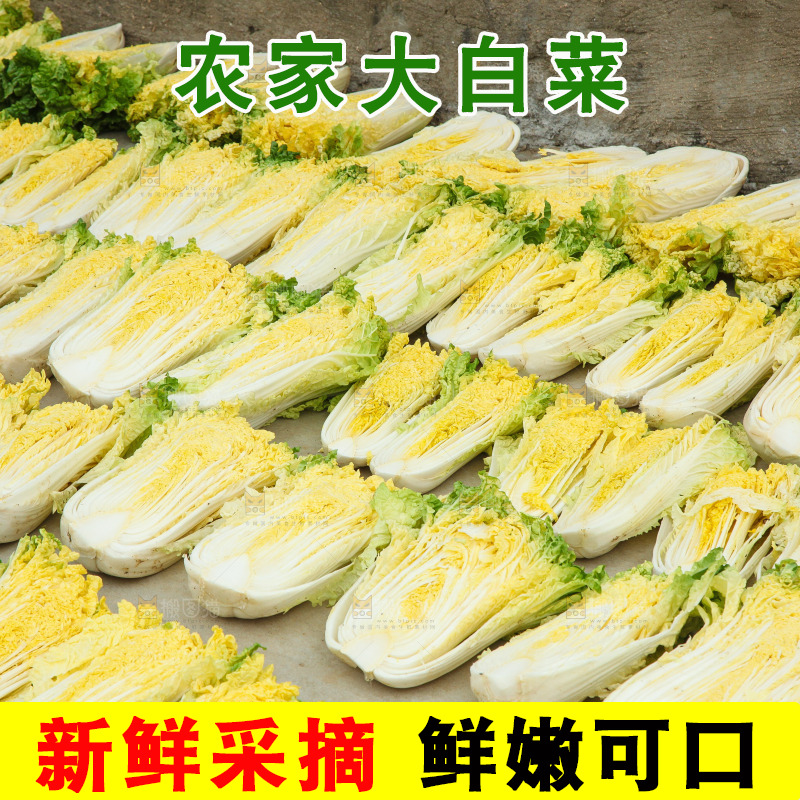 地上晾晒的大白菜