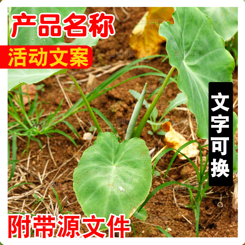 地里种着滴水观音