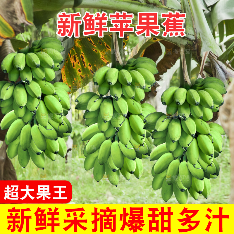 树上的串串苹果蕉