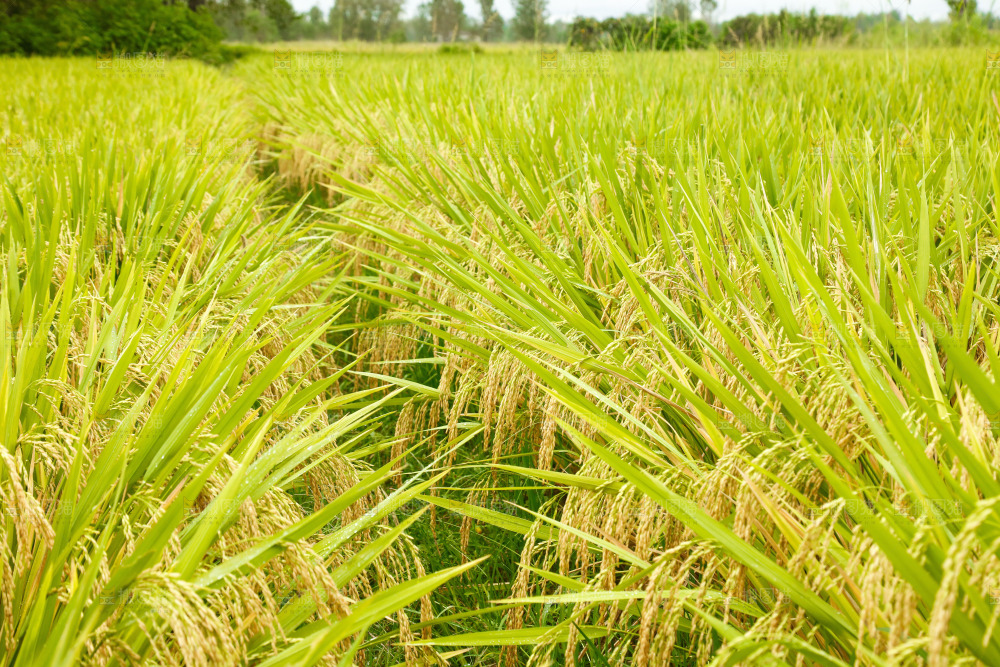 大片稻田稻穗
