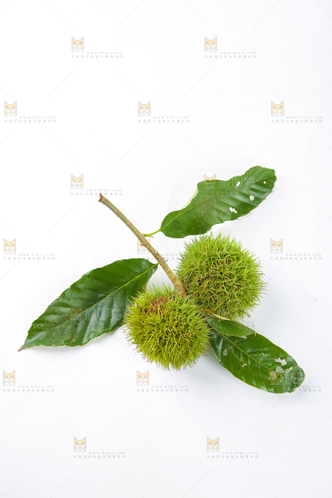 白底上的锥栗