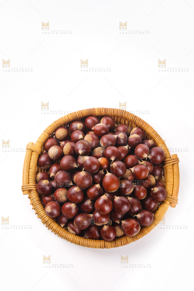 白底上的锥栗