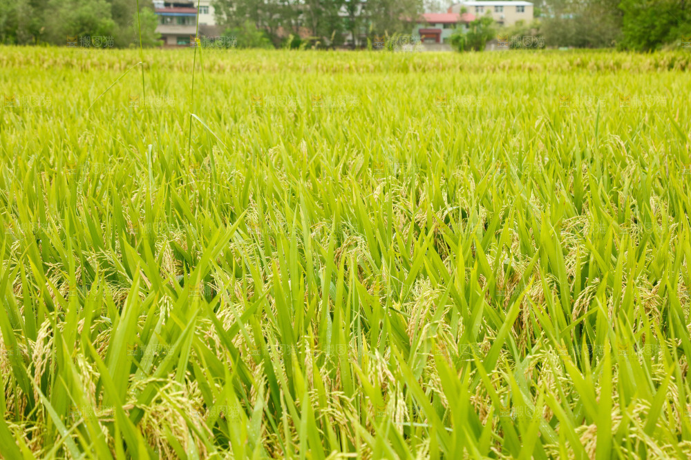 大片稻田稻穗