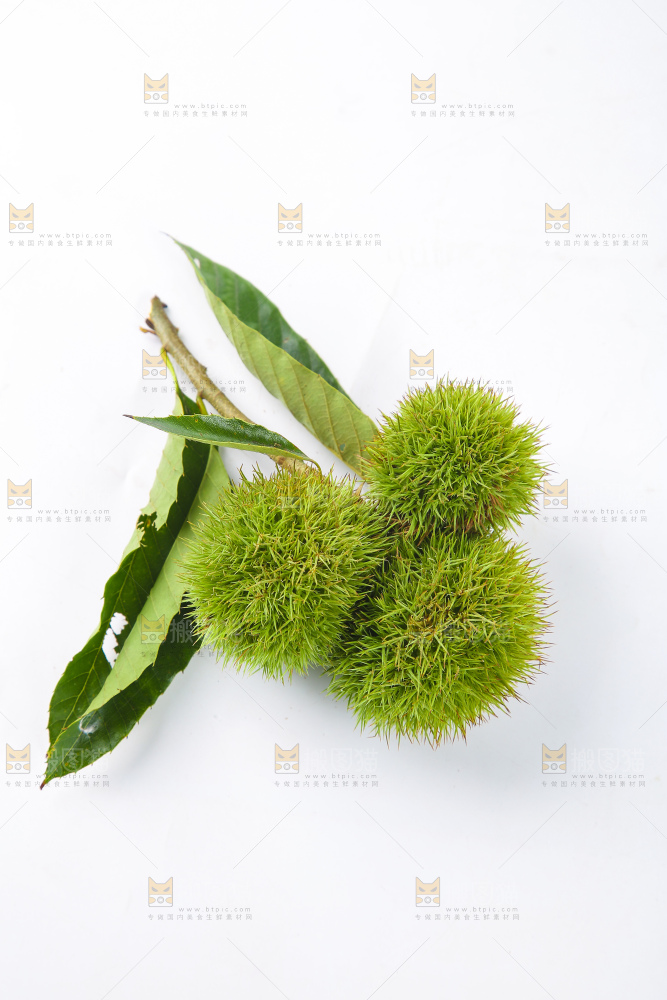 白底上的锥栗