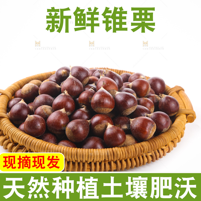 白底上的锥栗