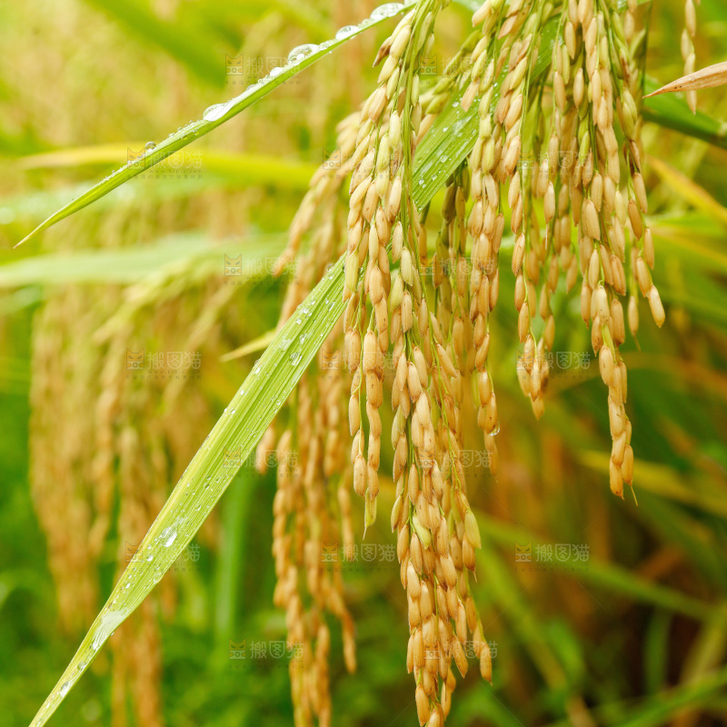 大片稻田稻穗
