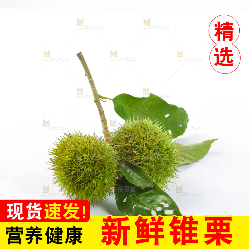 白底上的锥栗