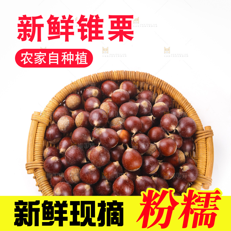 白底上的锥栗