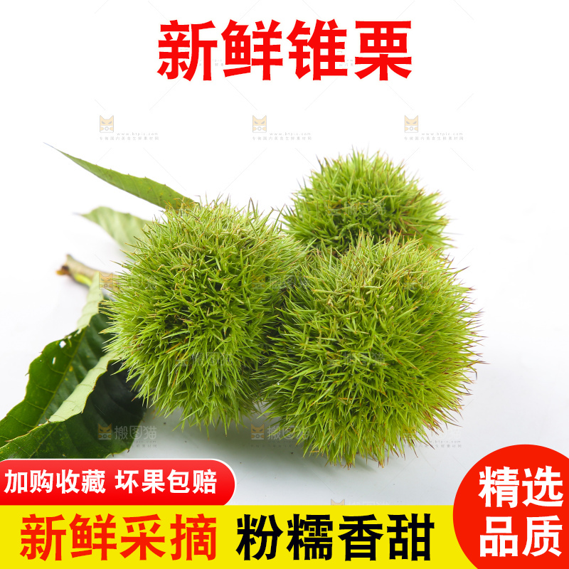白底上的锥栗