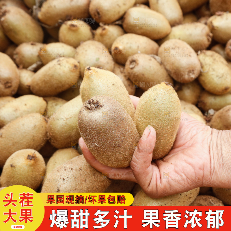 堆放着的金福猕猴桃