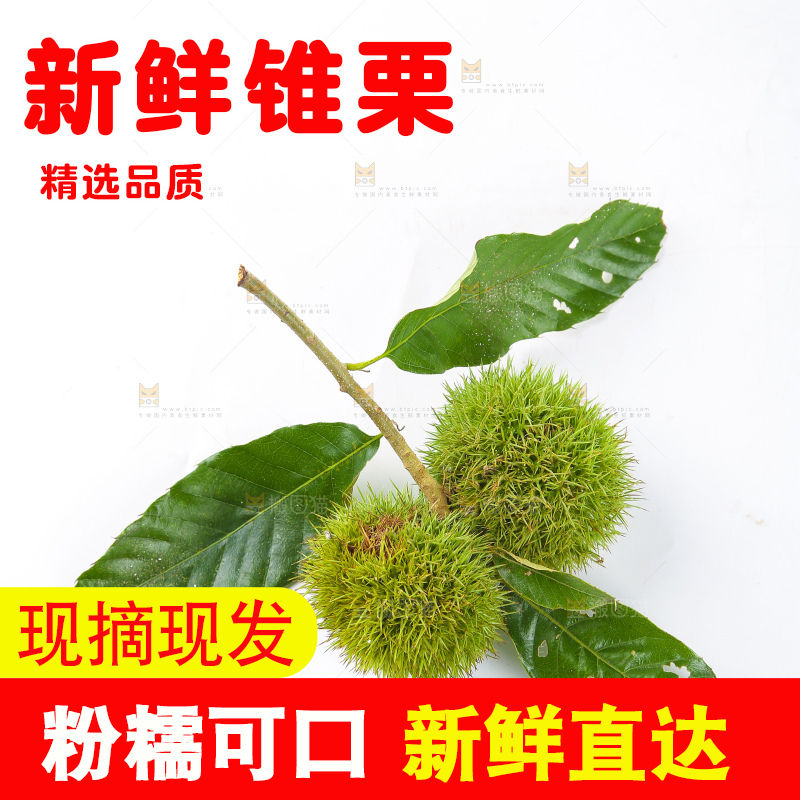 白底上的锥栗