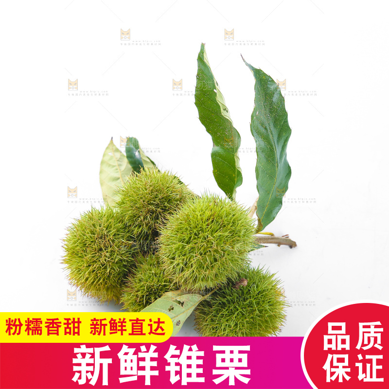 白底上的锥栗