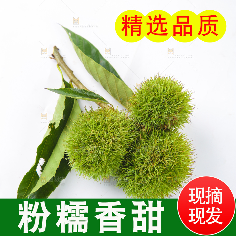 白底上的锥栗