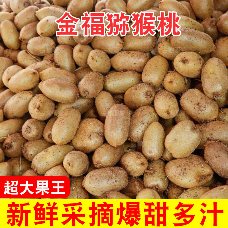 堆放着的金福猕猴桃