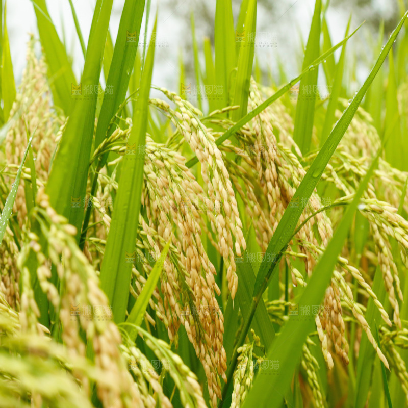 大片稻田稻穗