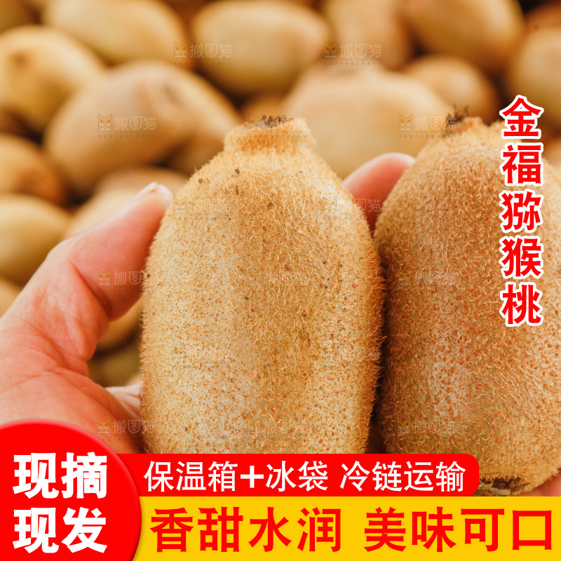 堆放着的金福猕猴桃