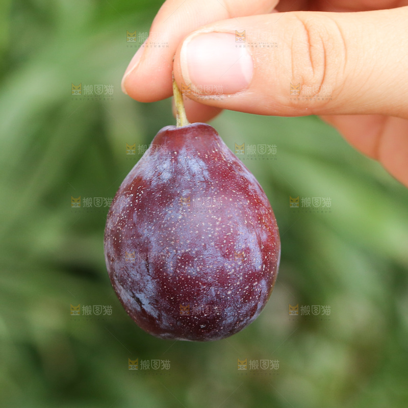 手里拿着新鲜西梅