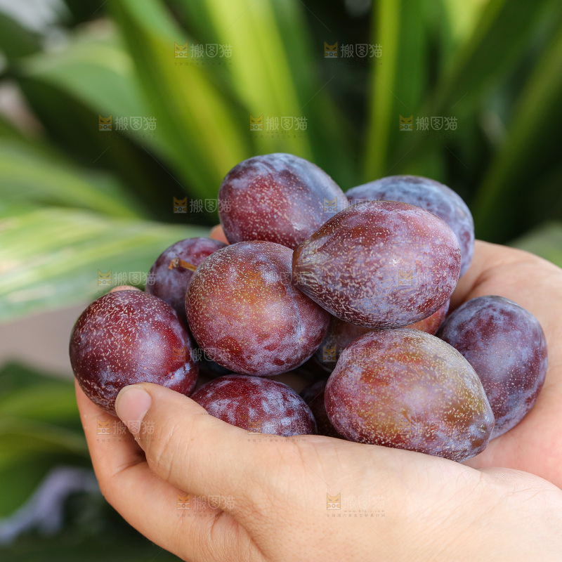 手里拿着新鲜西梅
