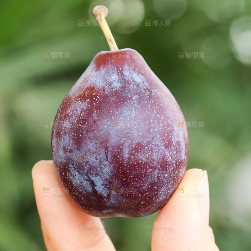 手里拿着新鲜西梅