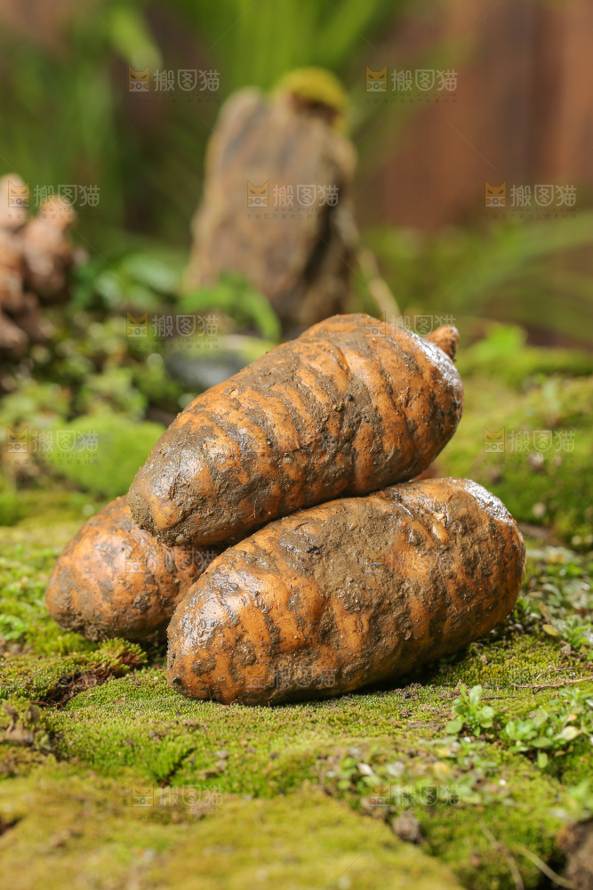 草地上的新鲜天麻