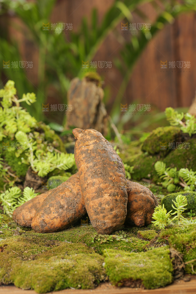 草地上的新鲜天麻