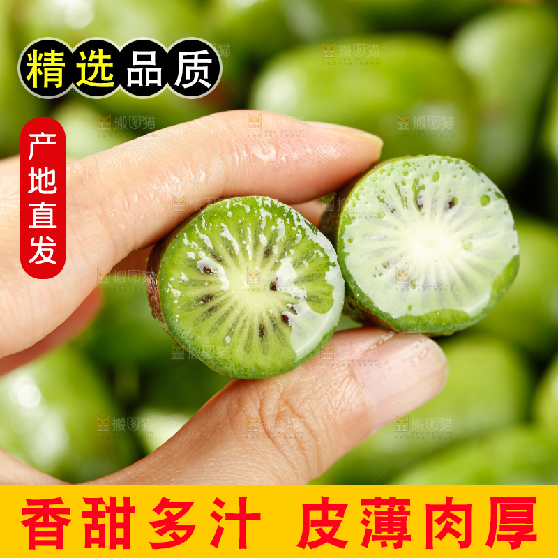 深底上的软枣猕猴桃
