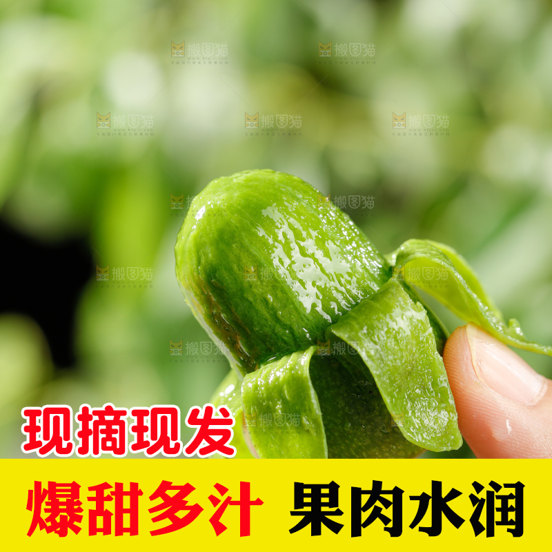 深底上的软枣猕猴桃