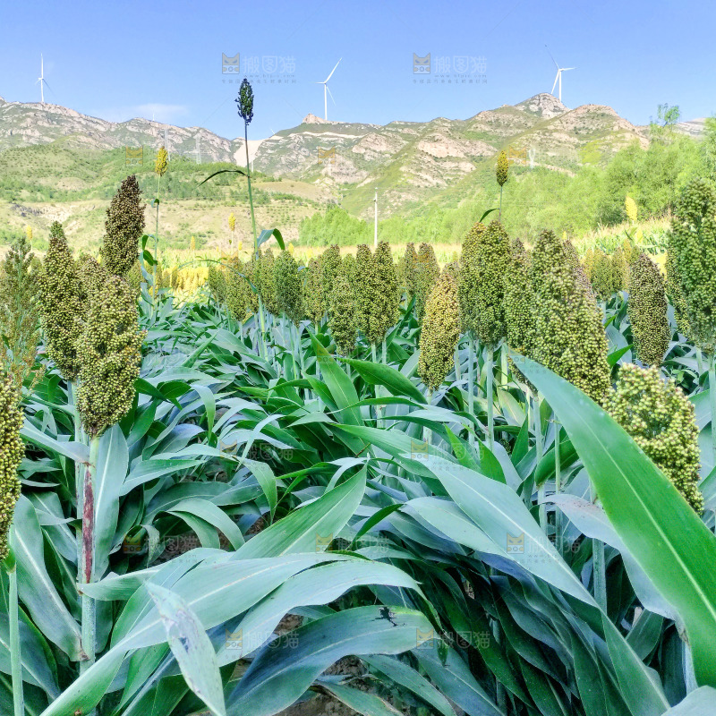 田里大片的高粱米