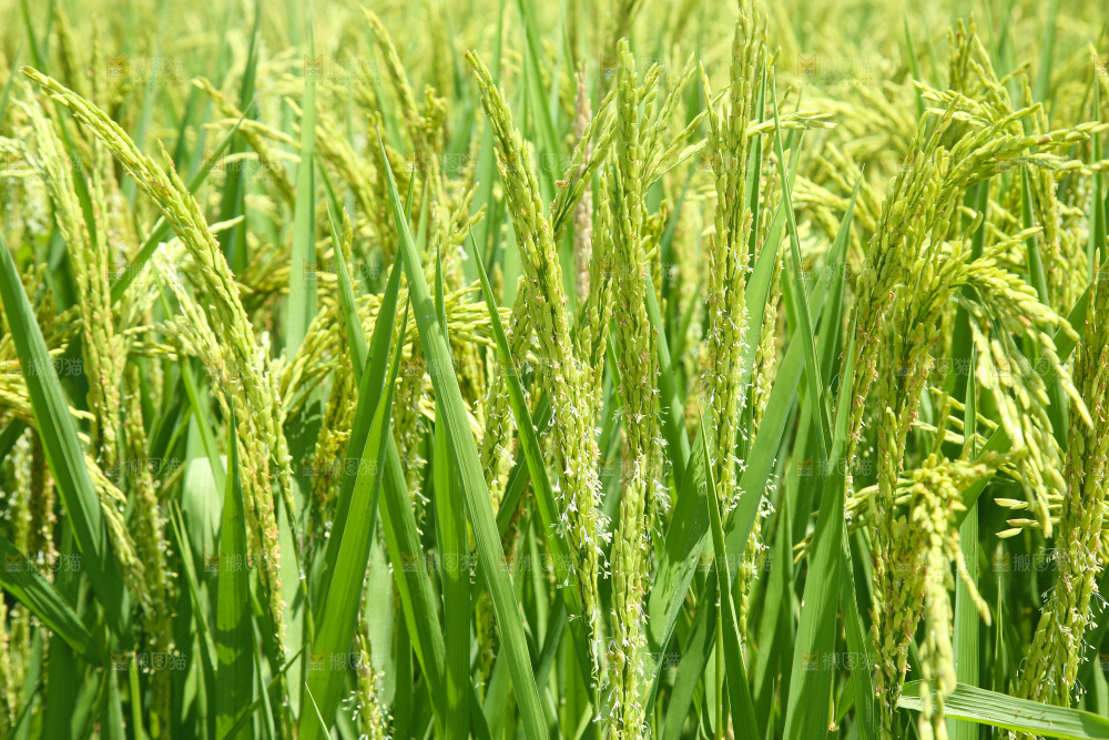 大片稻田稻穗