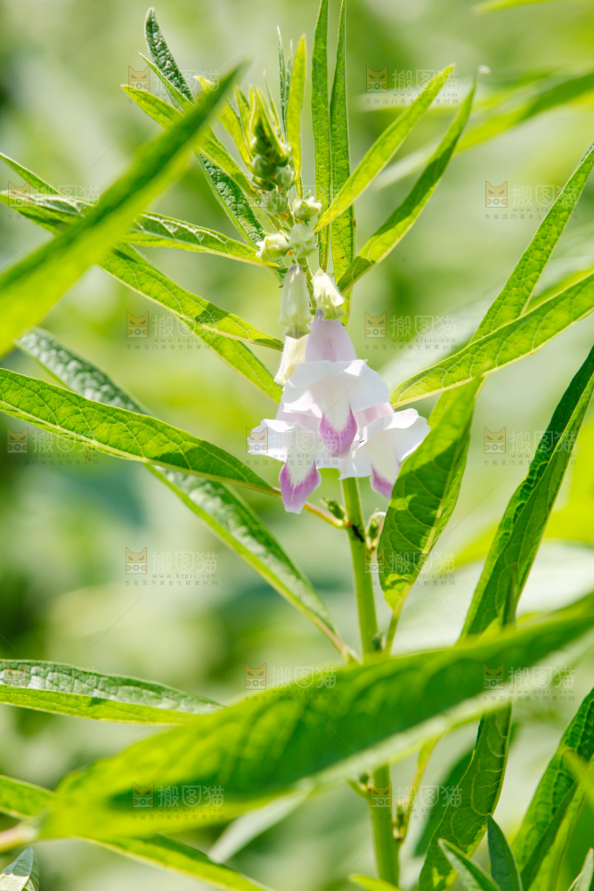大片芝麻产地
