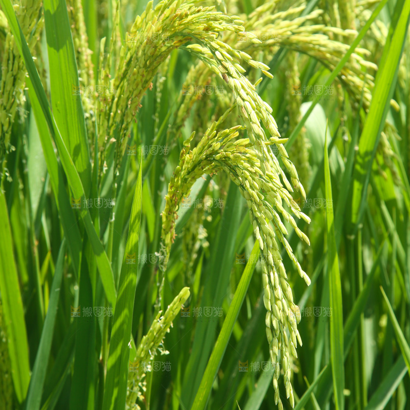 大片稻田稻穗