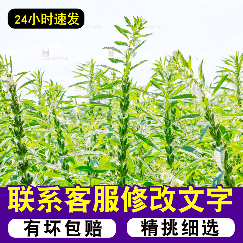 大片芝麻产地