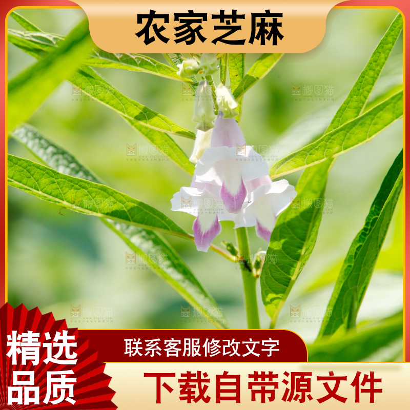 大片芝麻产地
