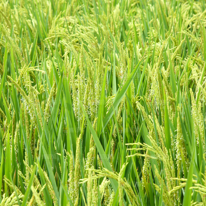大片稻田稻穗