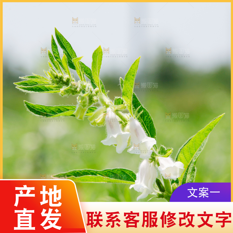 大片芝麻产地