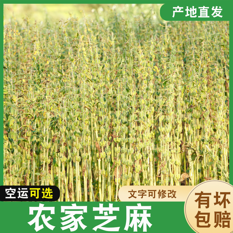 大片芝麻产地
