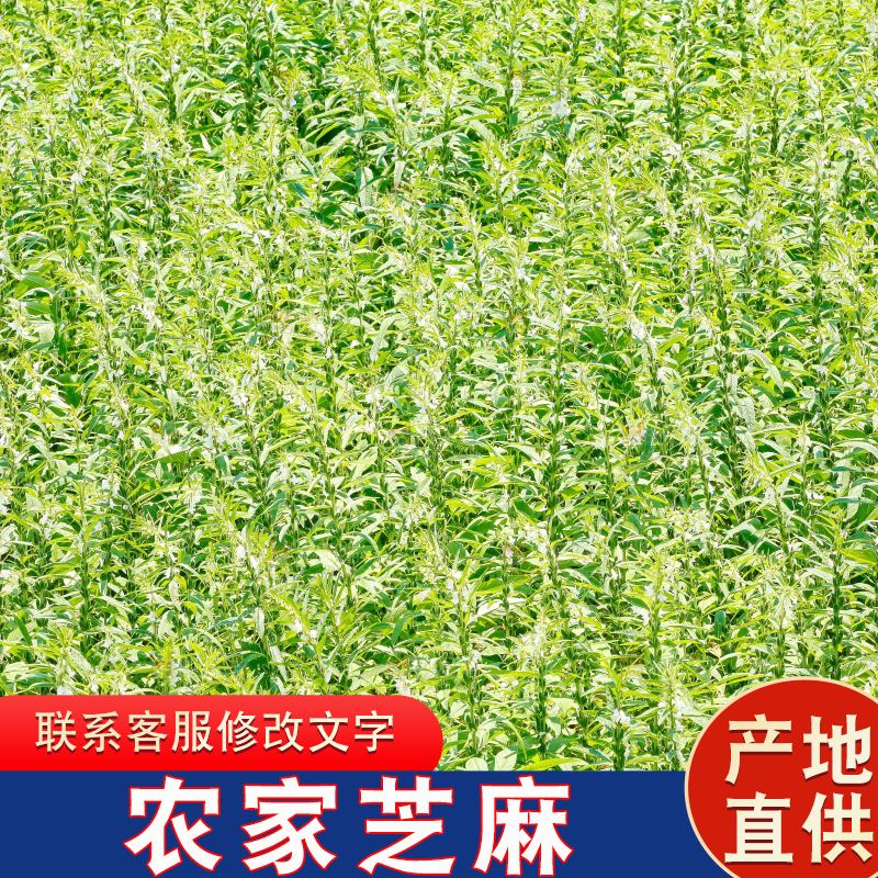 大片芝麻产地