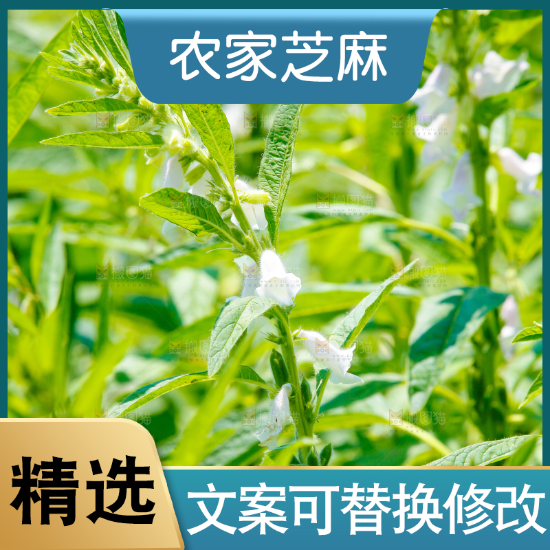 大片芝麻产地