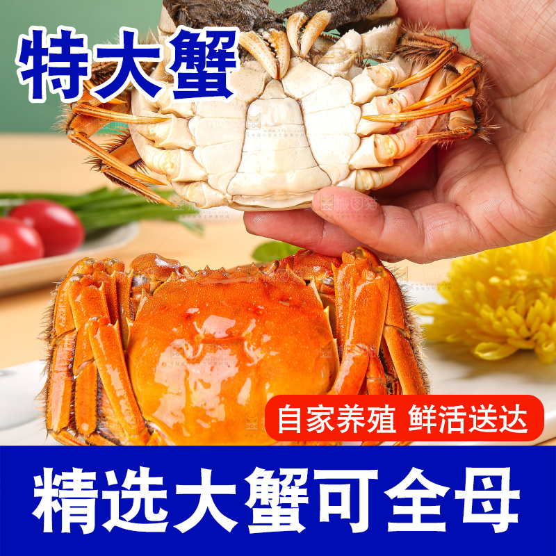 浅底上的大闸蟹