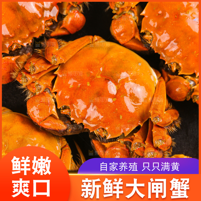 浅底上的大闸蟹