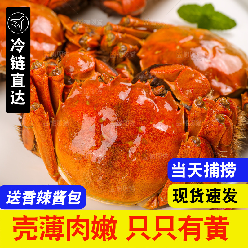 浅底上的大闸蟹