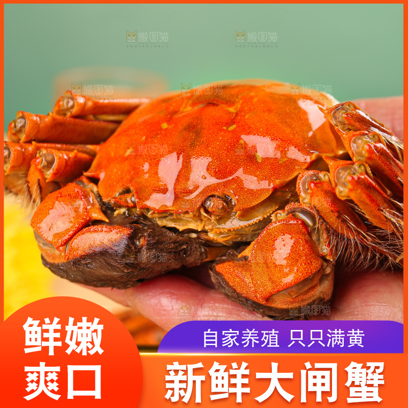 浅底上的大闸蟹