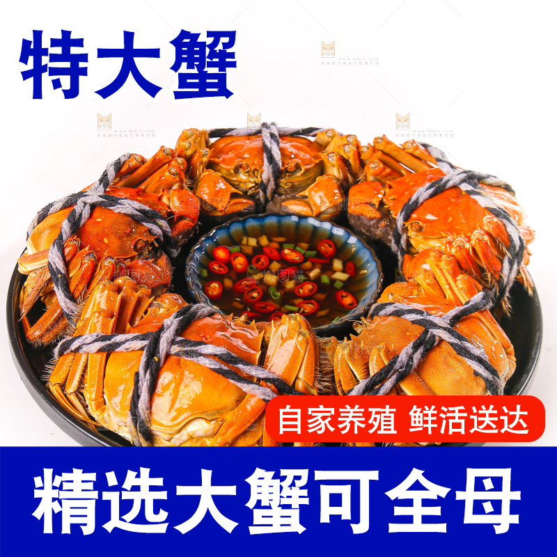 白底上的大闸蟹