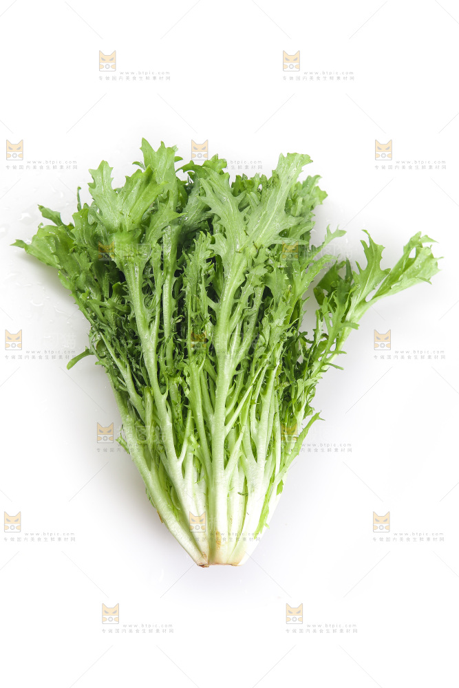 白底上的苦菊