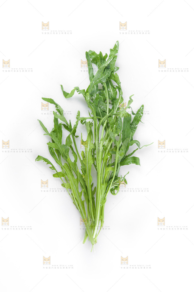 白底上的苦菊
