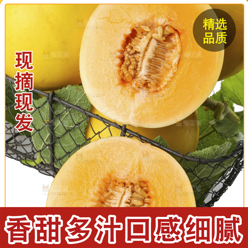 白底上的民勤蜜瓜