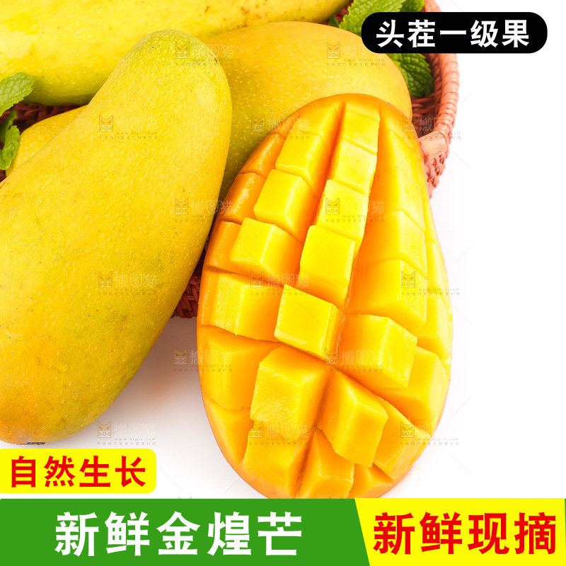 白底上的金煌芒