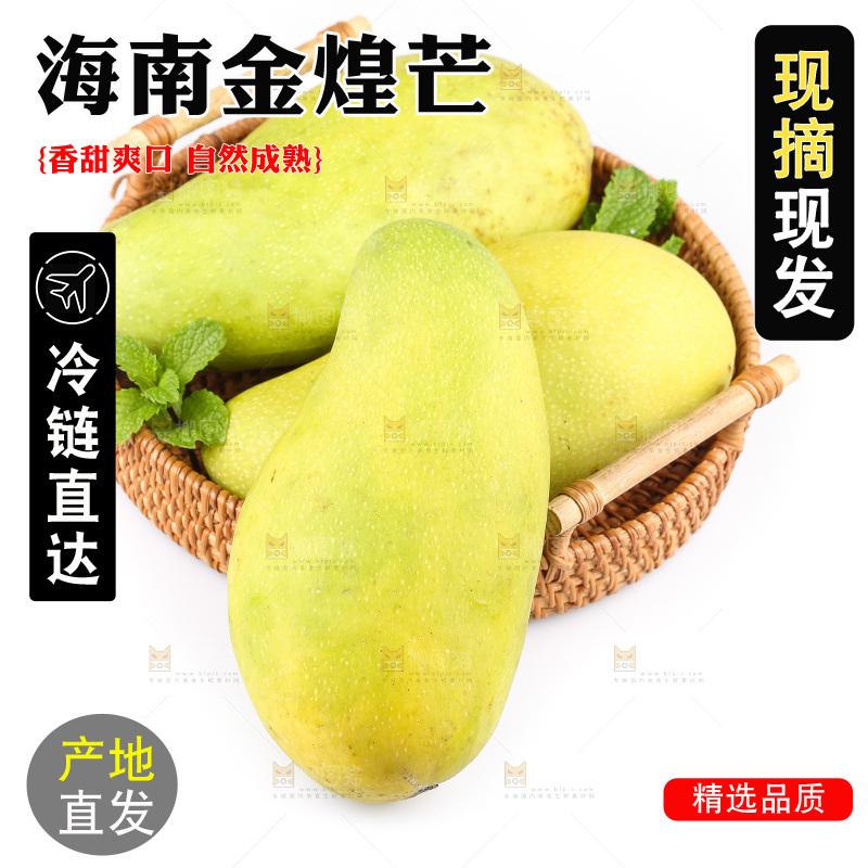 白底上的金煌芒