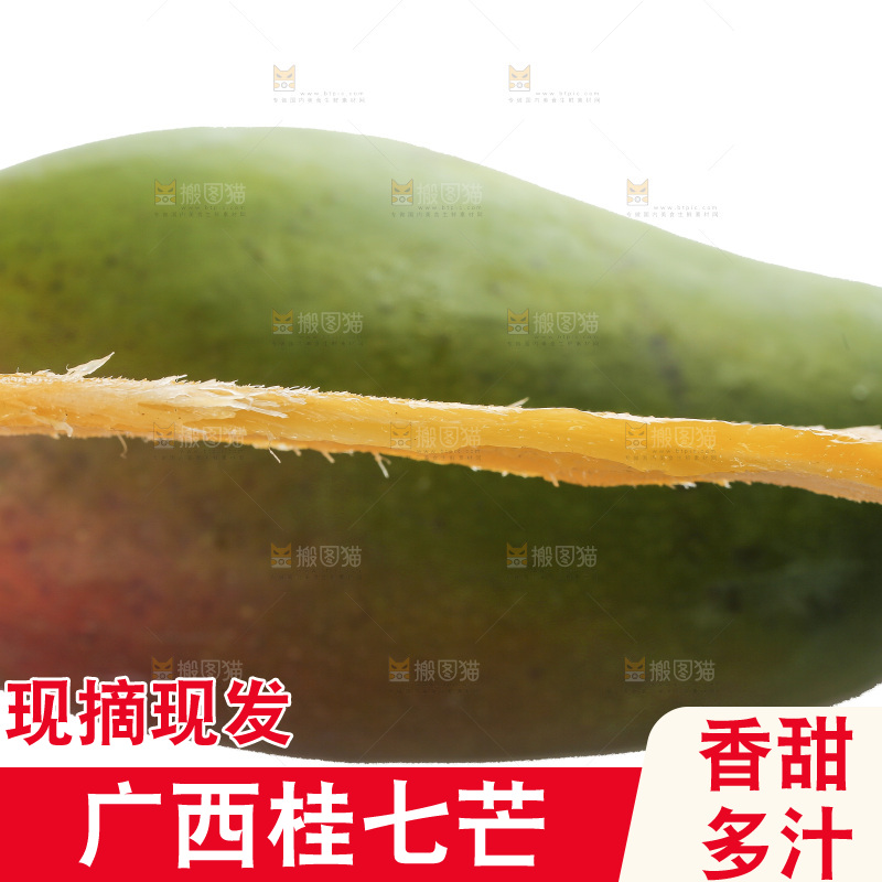 白底上的桂七芒