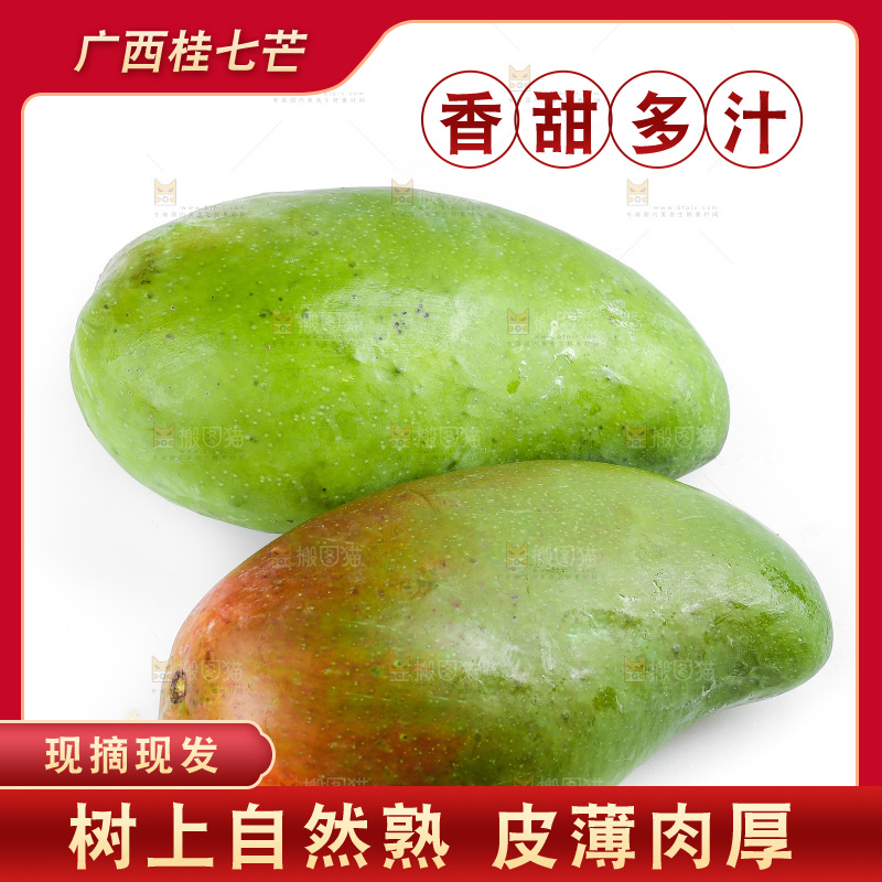 白底上的桂七芒